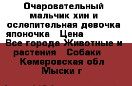 Очаровательный мальчик хин и ослепительная девочка японочка › Цена ­ 16 000 - Все города Животные и растения » Собаки   . Кемеровская обл.,Мыски г.